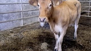 Les bovins touchés par la MHE souffrent notamment d'anorexie, de fièvre ou encore de boiterie. Les bovins touchés par la MHE souffrent notamment d'anorexie, de fièvre ou encore de boiterie.